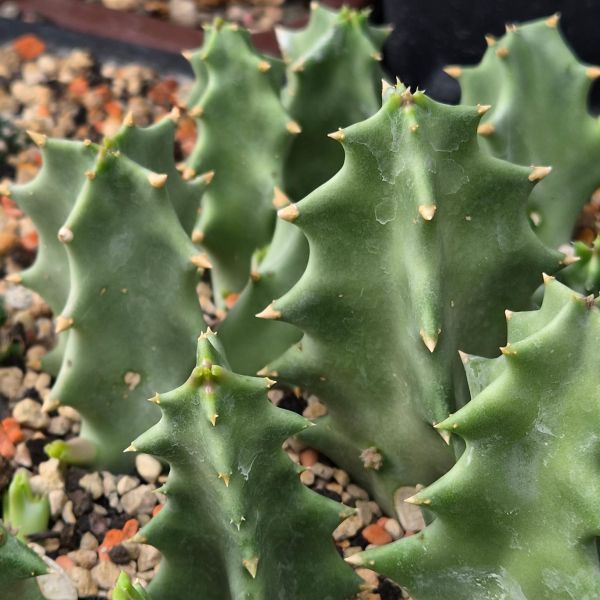 Caralluma melanantha